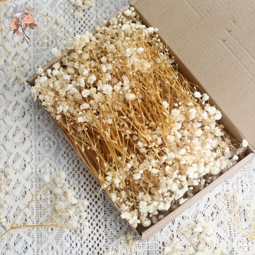 Craft Embellishments - 100 шт. миниатюрных сушеных цветов гипсофилы